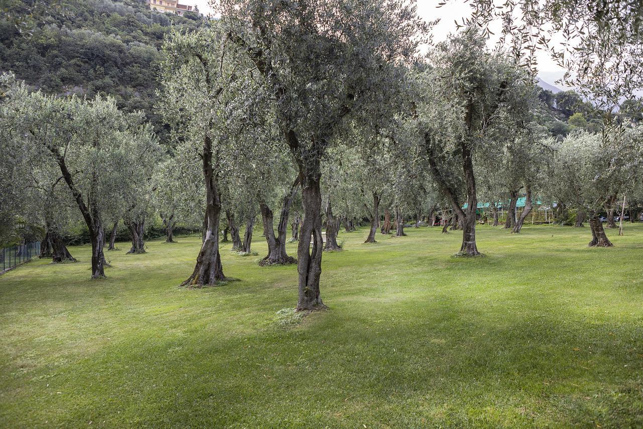 Hotel Garni Orchidea Malcesine Exterior foto